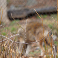 DSC01275.JPG