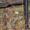 DSC01276.JPG