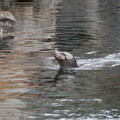 DSC01303.JPG