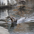 DSC01306.JPG