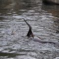 DSC01333.JPG