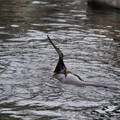 DSC01334.JPG