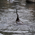 DSC01335.JPG
