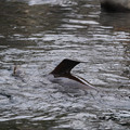 DSC01337.JPG