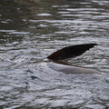 DSC01338.JPG