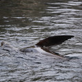 DSC01339.JPG