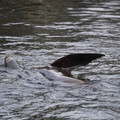 DSC01340.JPG