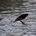 DSC01342.JPG