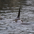 DSC01343.JPG