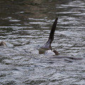 DSC01344.JPG
