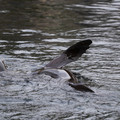 DSC01346.JPG