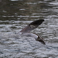 DSC01347.JPG