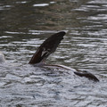 DSC01348.JPG