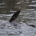 DSC01349.JPG