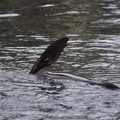 DSC01350.JPG