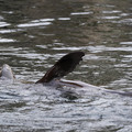 DSC01351.JPG