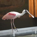 DSC01429.JPG