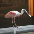 DSC01430.JPG