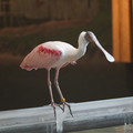 DSC01431.JPG