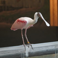 DSC01432.JPG