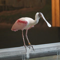 DSC01433.JPG