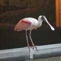 DSC01434.JPG