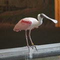 DSC01435.JPG