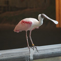 DSC01436.JPG