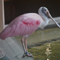 DSC01437.JPG