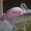 DSC01438.JPG