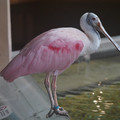 DSC01439.JPG