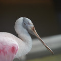 DSC01442.JPG