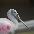 DSC01443.JPG