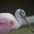 DSC01445.JPG