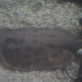 DSC01447.JPG