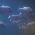 DSC01460.JPG