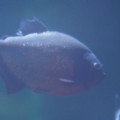 DSC01461.JPG