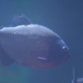 DSC01462.JPG