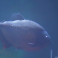 DSC01463.JPG
