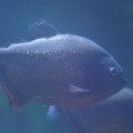 DSC01464.JPG