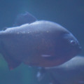 DSC01465.JPG