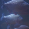 DSC01466.JPG