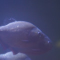 DSC01467.JPG