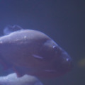 DSC01468.JPG