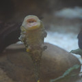 DSC01478.JPG