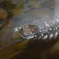 DSC01490.JPG