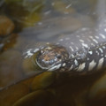 DSC01491.JPG