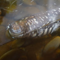 DSC01493.JPG