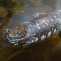 DSC01494.JPG