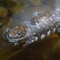 DSC01495.JPG